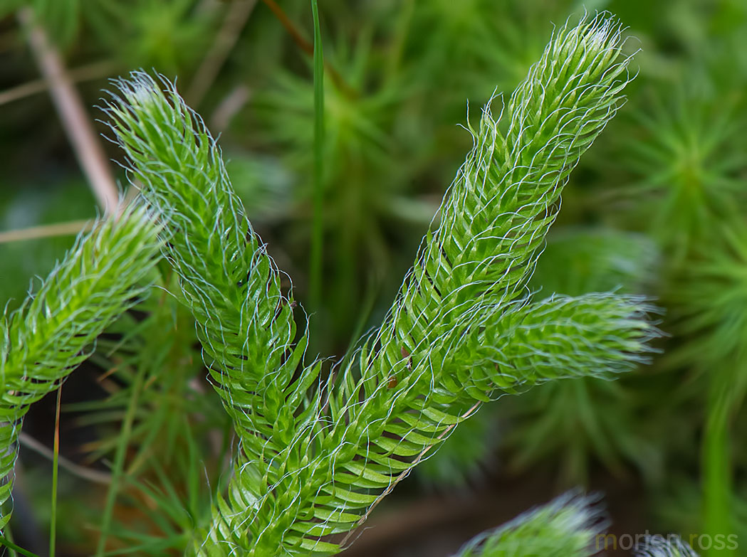 Myk kråkefot (Lycopodium clavatum)