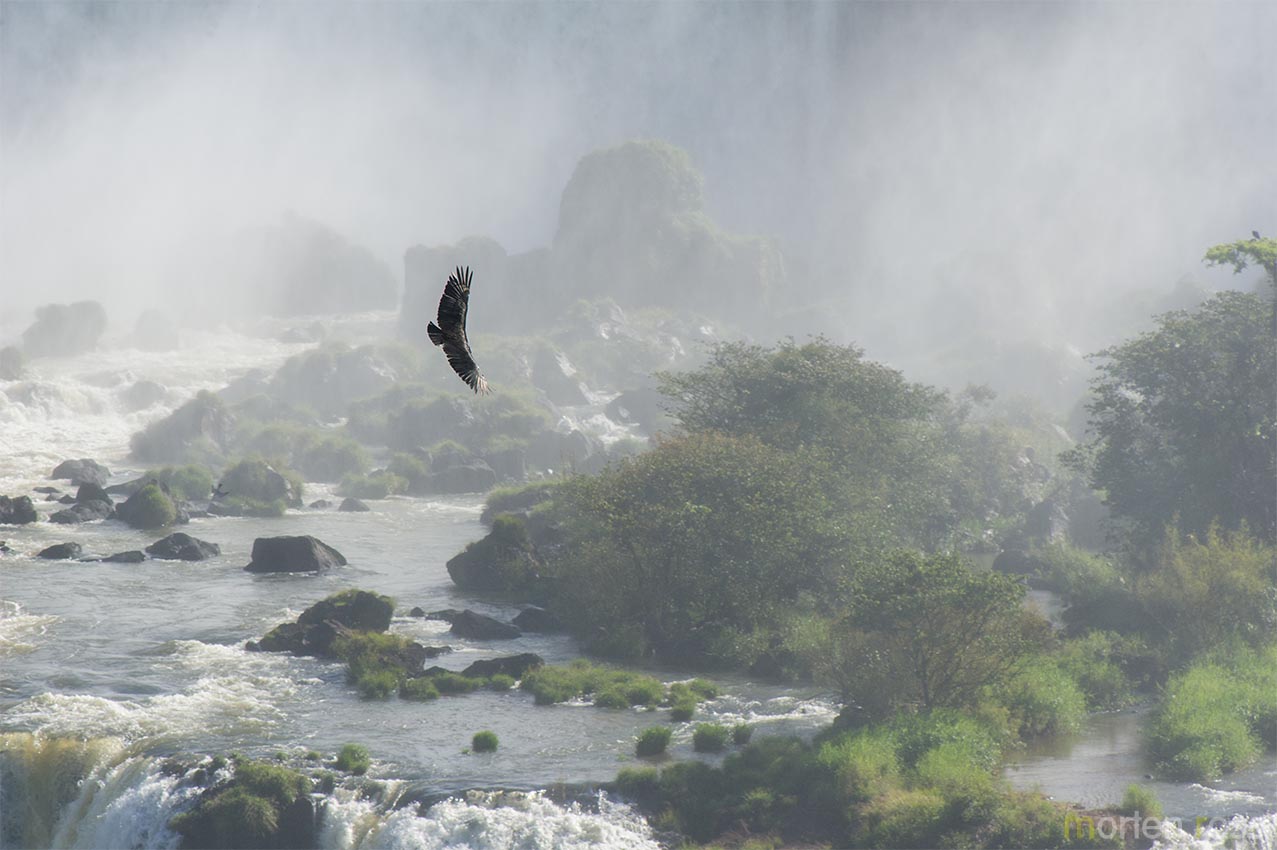 Black Vulture (Coragyps atratus)