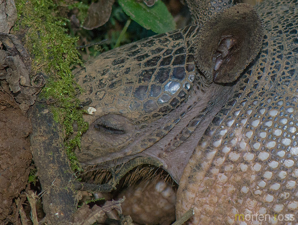 Nine-Banded Armadillo (Dasypus novemcinctus)