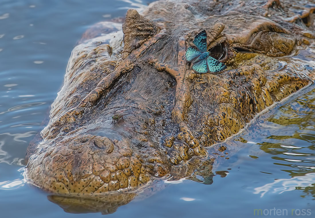 Broad-Snouted Caiman (Caiman latirostris)