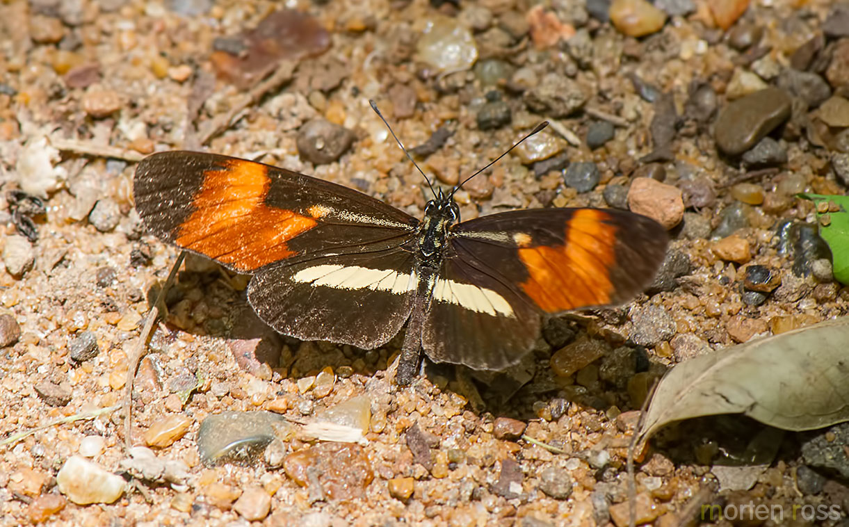 Lansdorf’s Crescent (Eresia lansdorfi)
