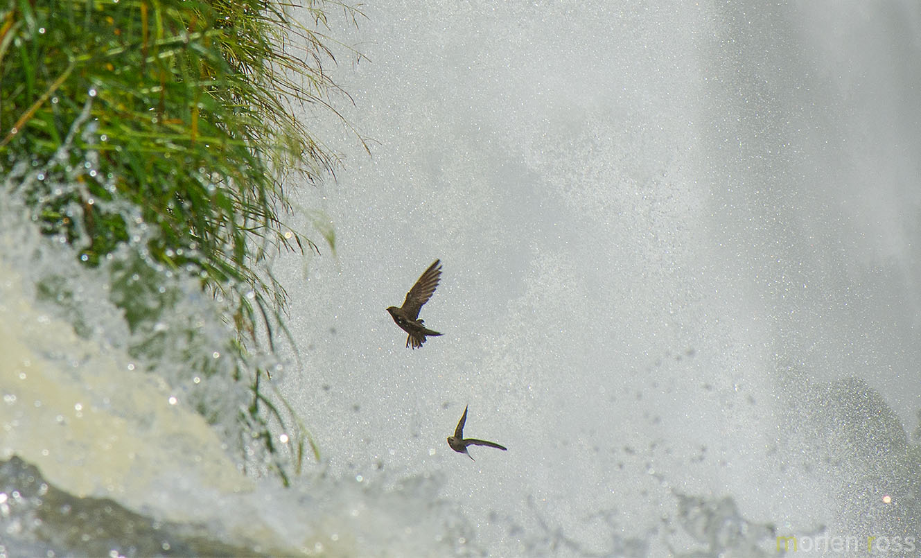 Great Dusky Swift (Cypseloides senex)