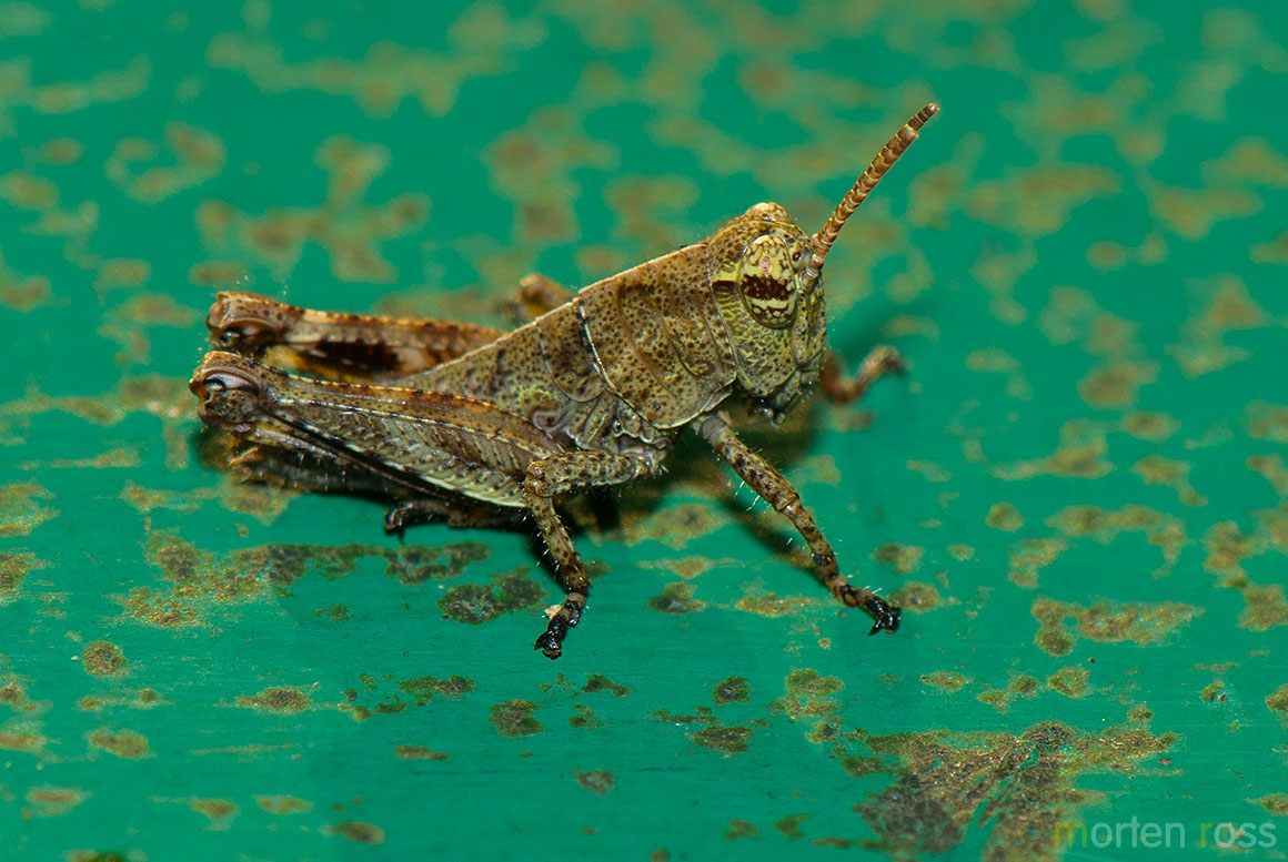 Iguaçu Grasshopper 01