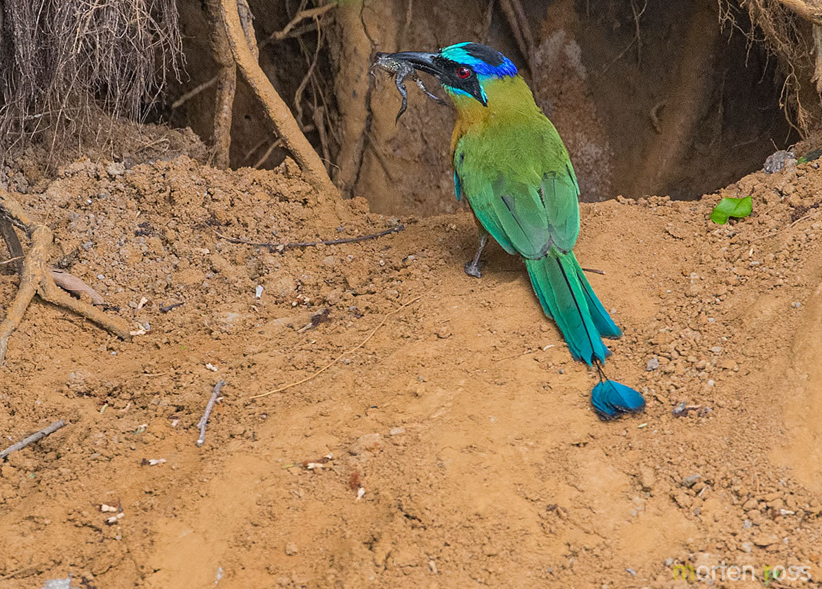 Blue-crowned Motmot (Momotus momota)