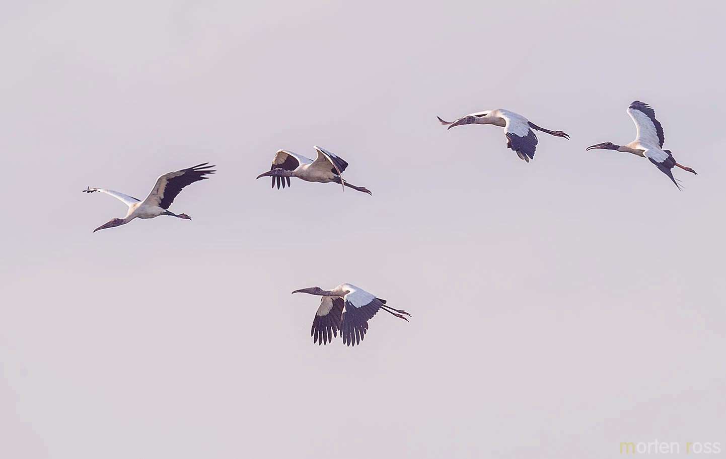 Wood Stork (Mycteria americana)