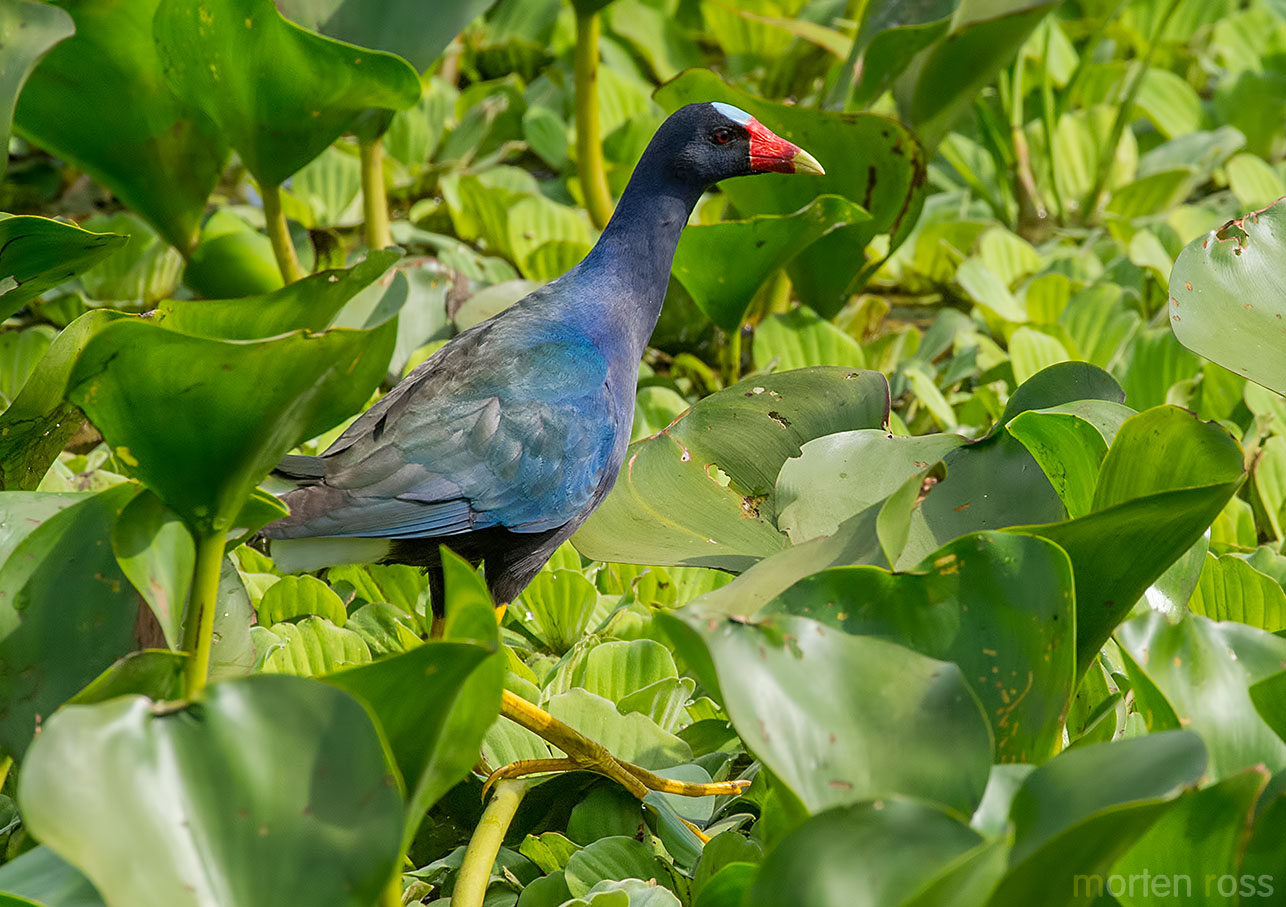 Purple Gallinule (Porphyrio martinica)