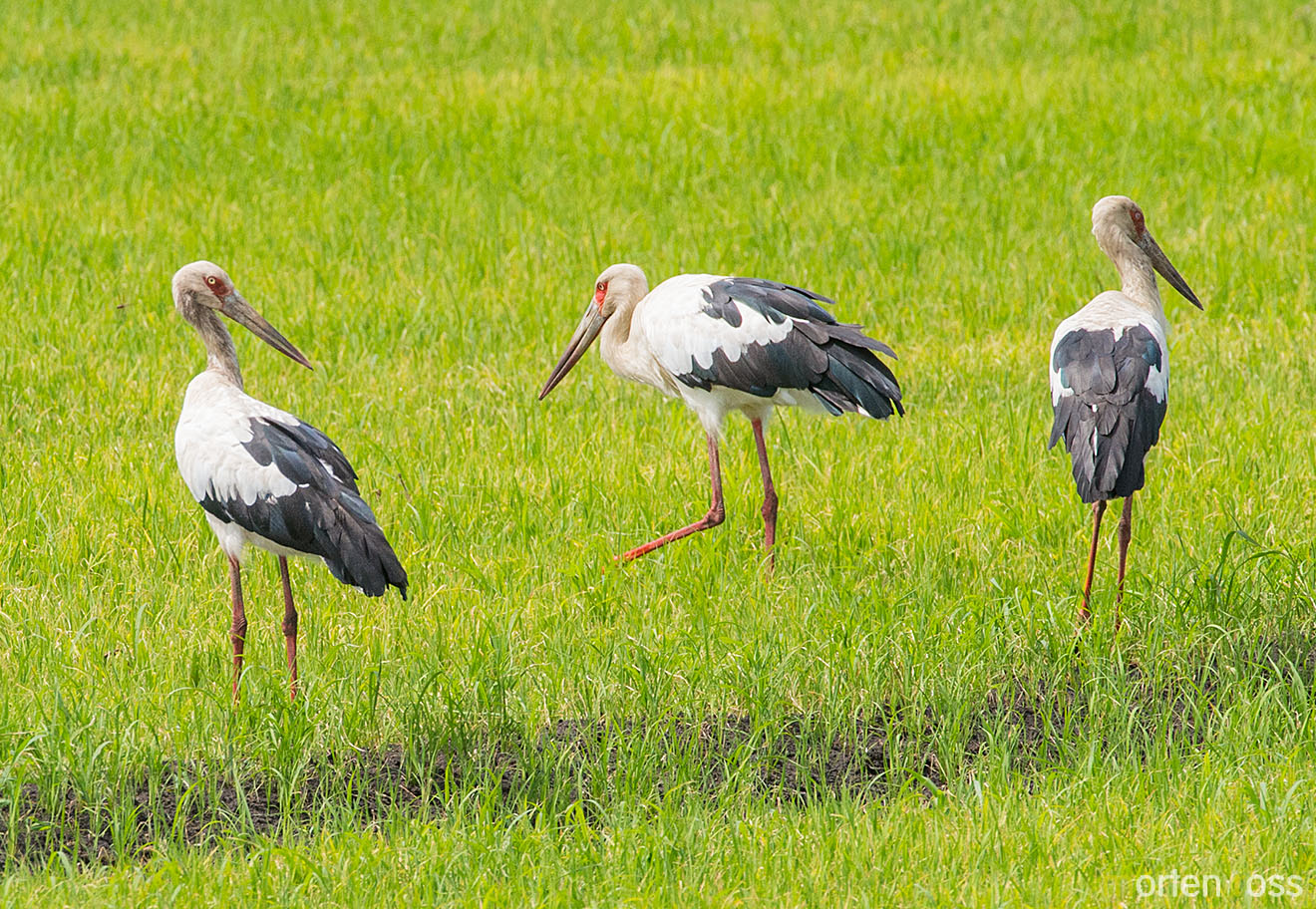 Maguari Stork (Ciconia maguari)