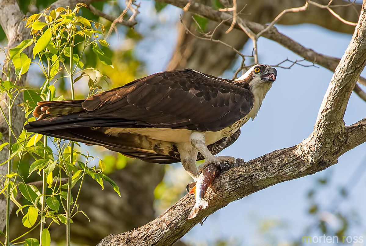 Osprey (Pandion haliaetus)