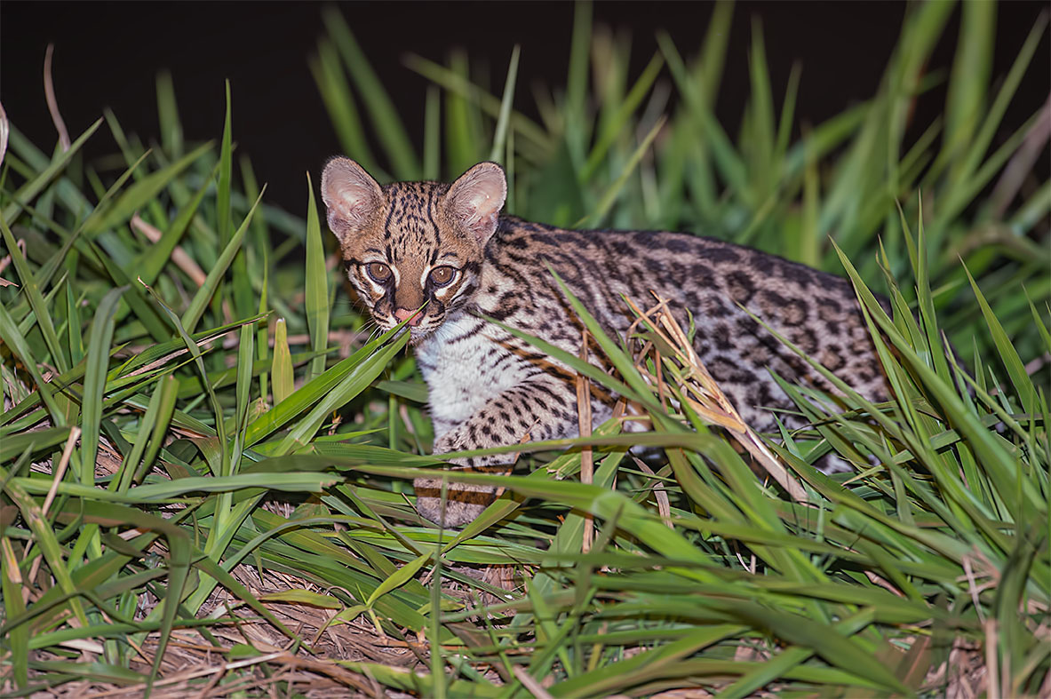 Ocelot (Leopardus pardalis)