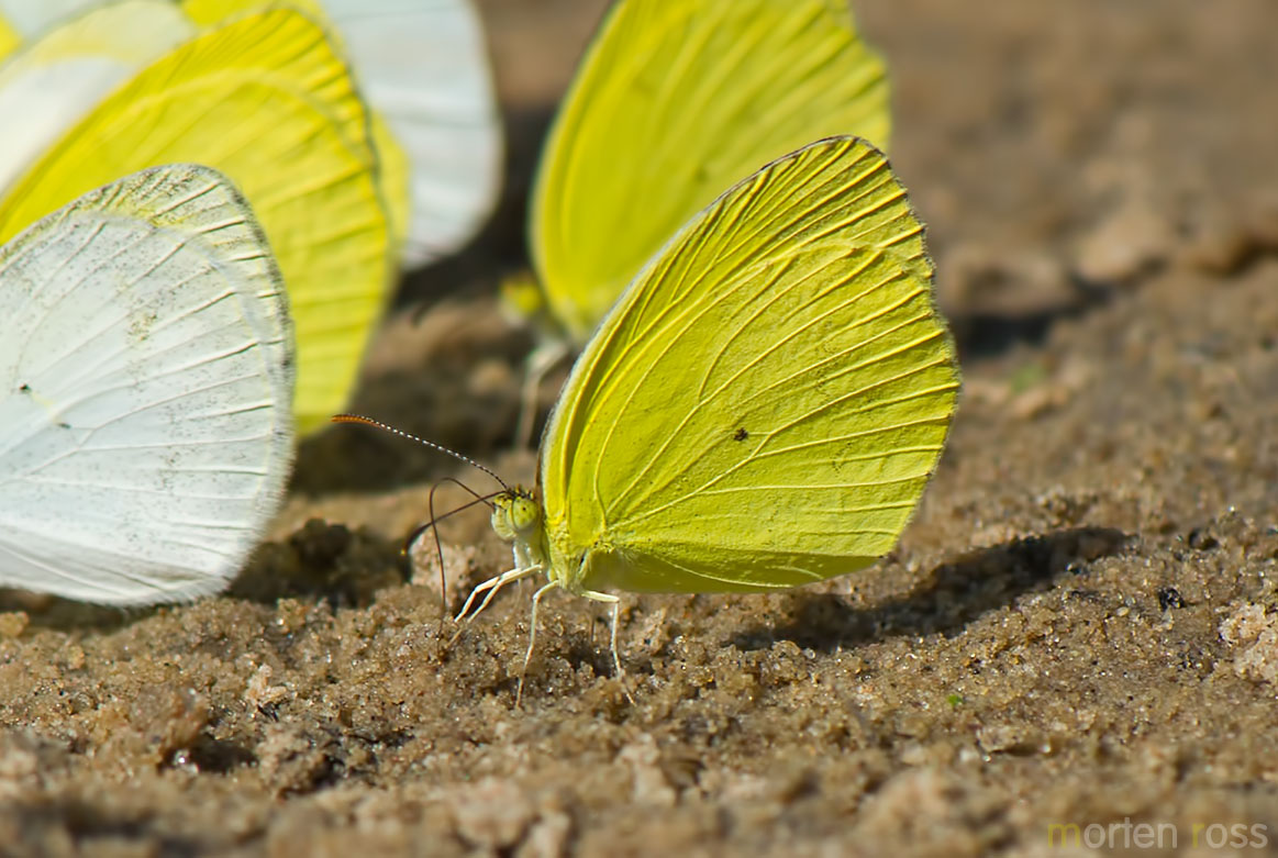 Venusta Yellow (Pyrisitia venusta)