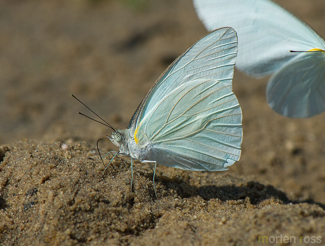 Florida White (Glutophrissa drusilla)