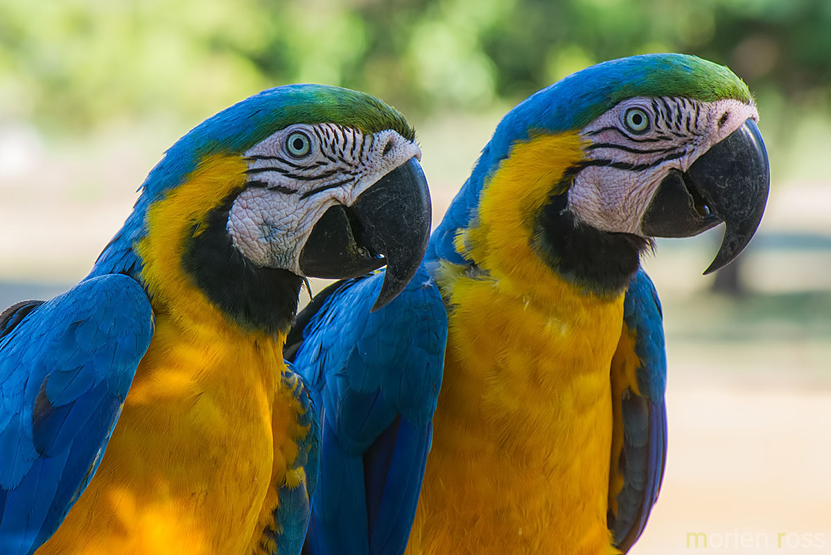 Blue-and-yellow Macaw (Ara ararauna)
