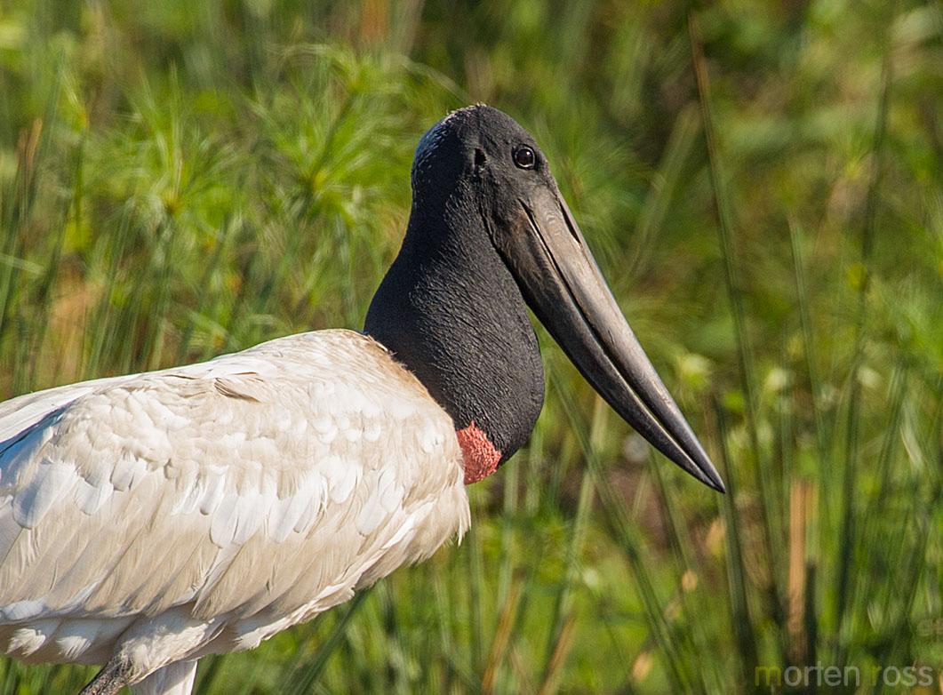 Jabiru Stork (Jabiru mycteria)
