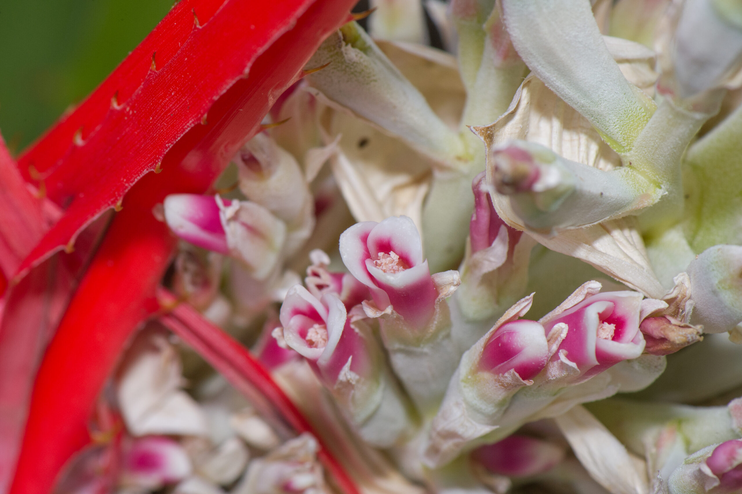 Bromelia sylvicola
