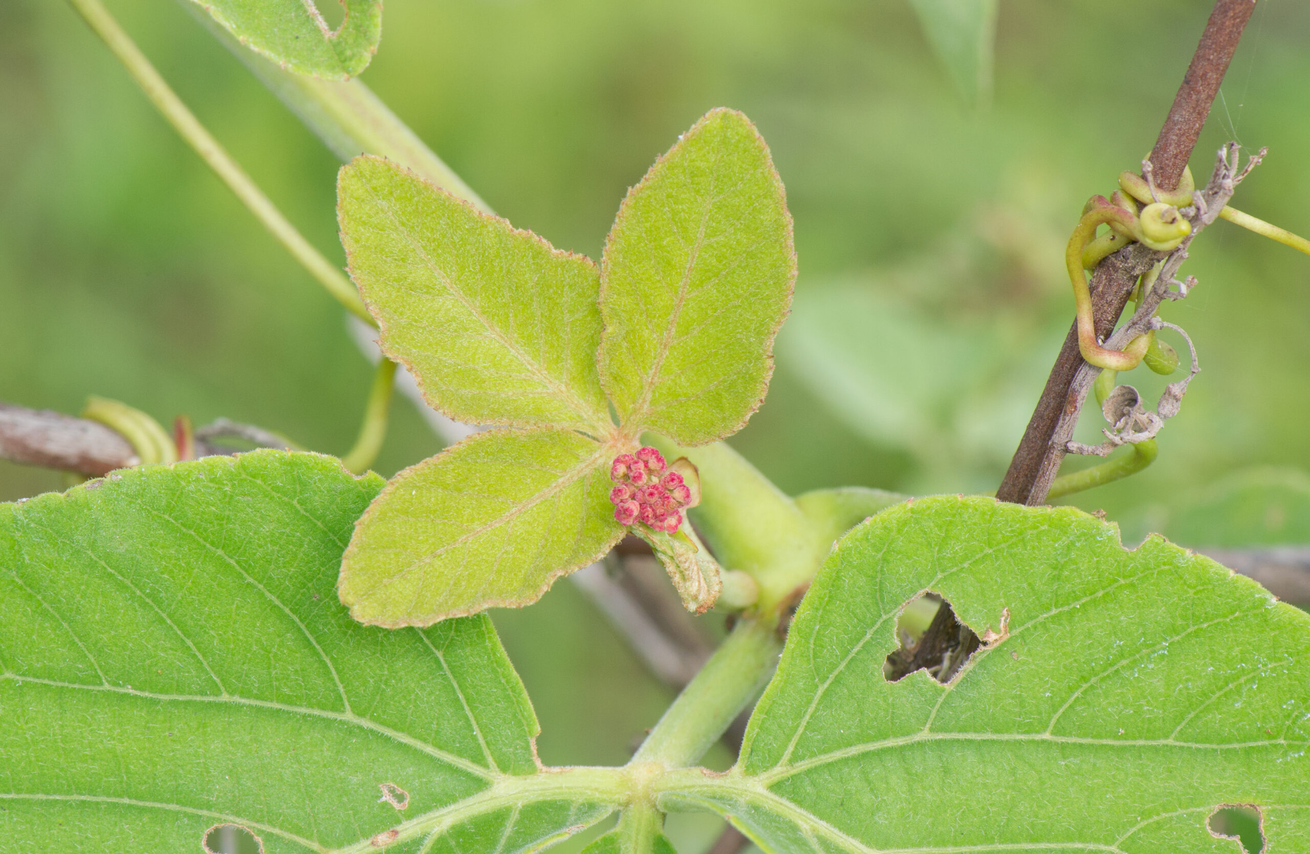 Stingray Vine (Cissus spinosa)