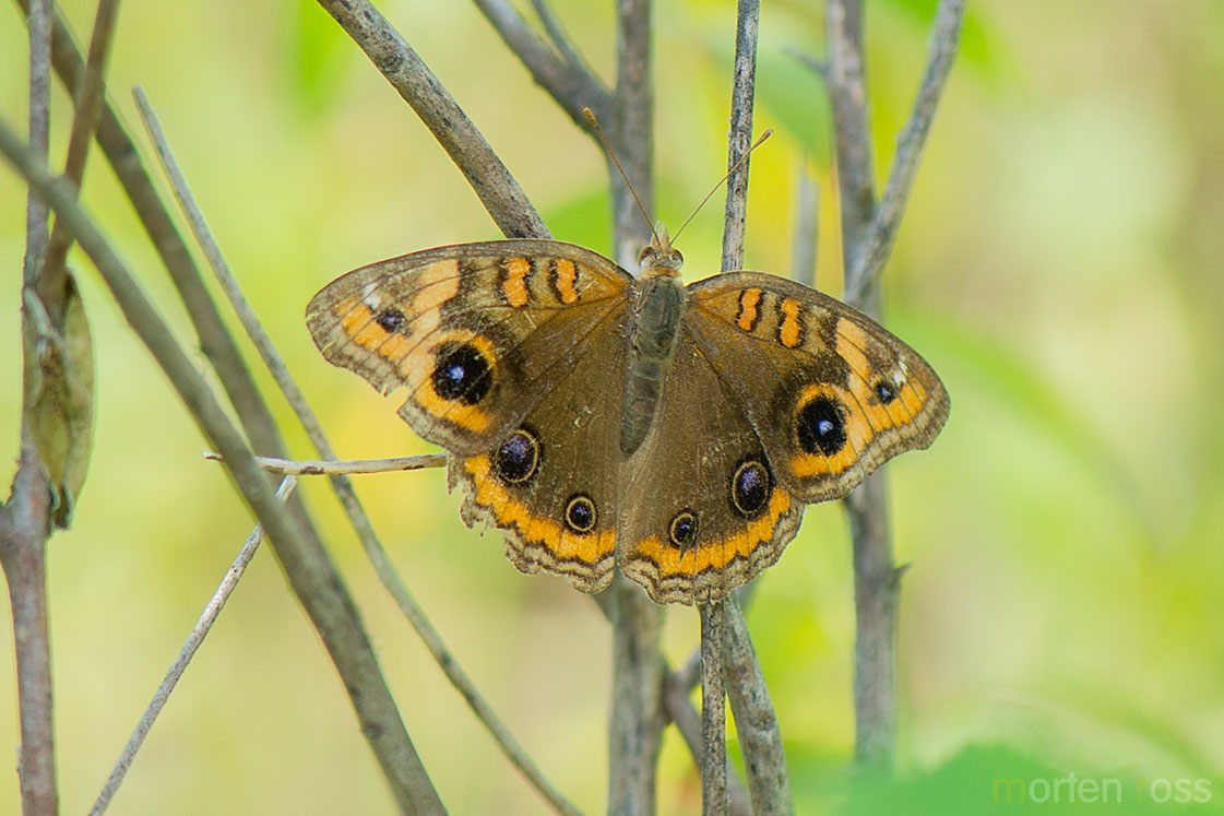 West Indian Buckeye (Junonia evarete)