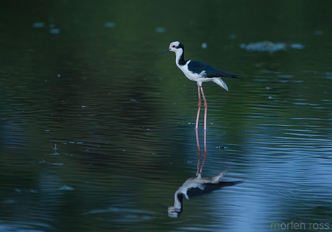 White-backed Stilt (Himantopus melanurus)
