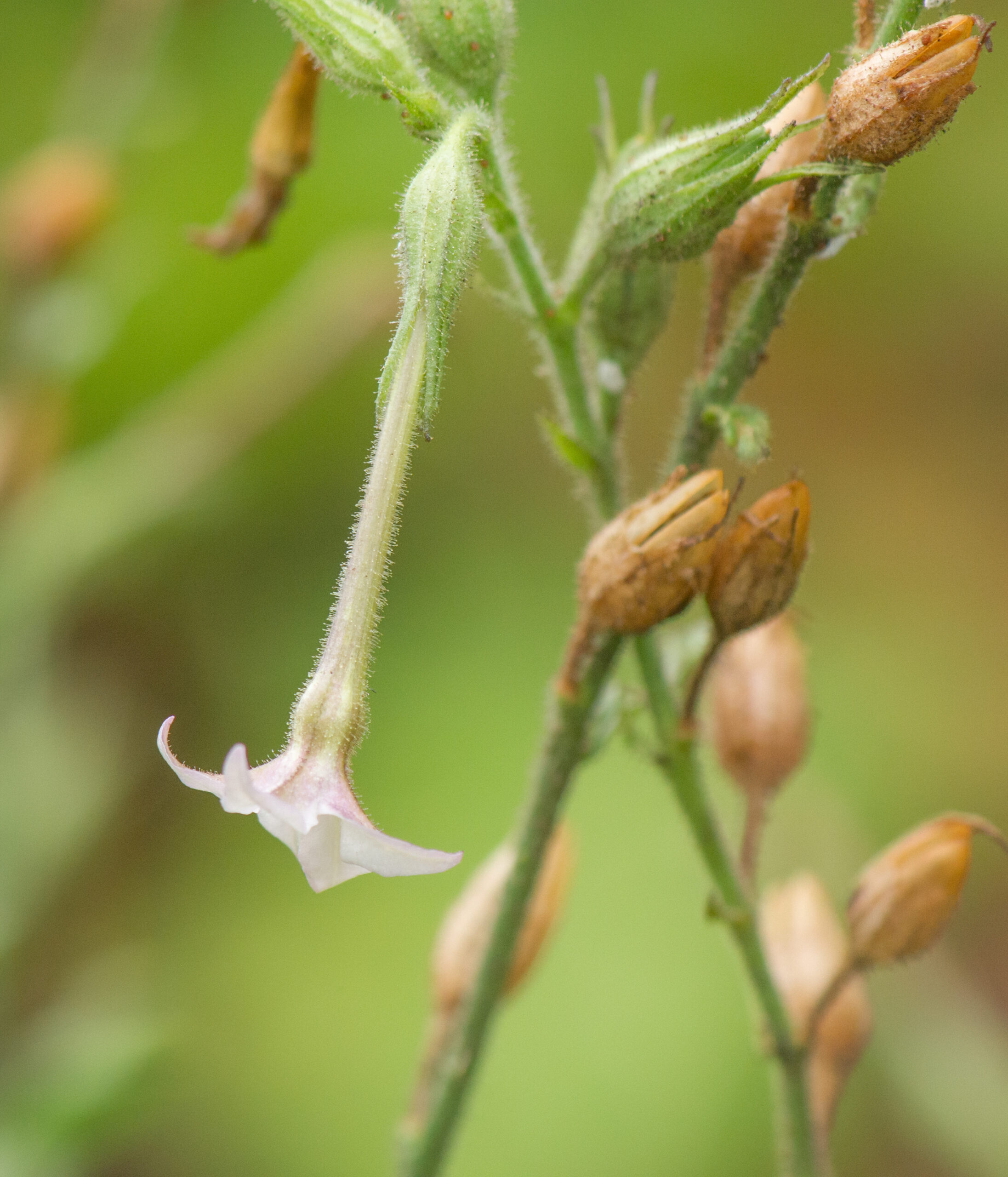 Long-flower Tobacco (Nicotiana longiflora)