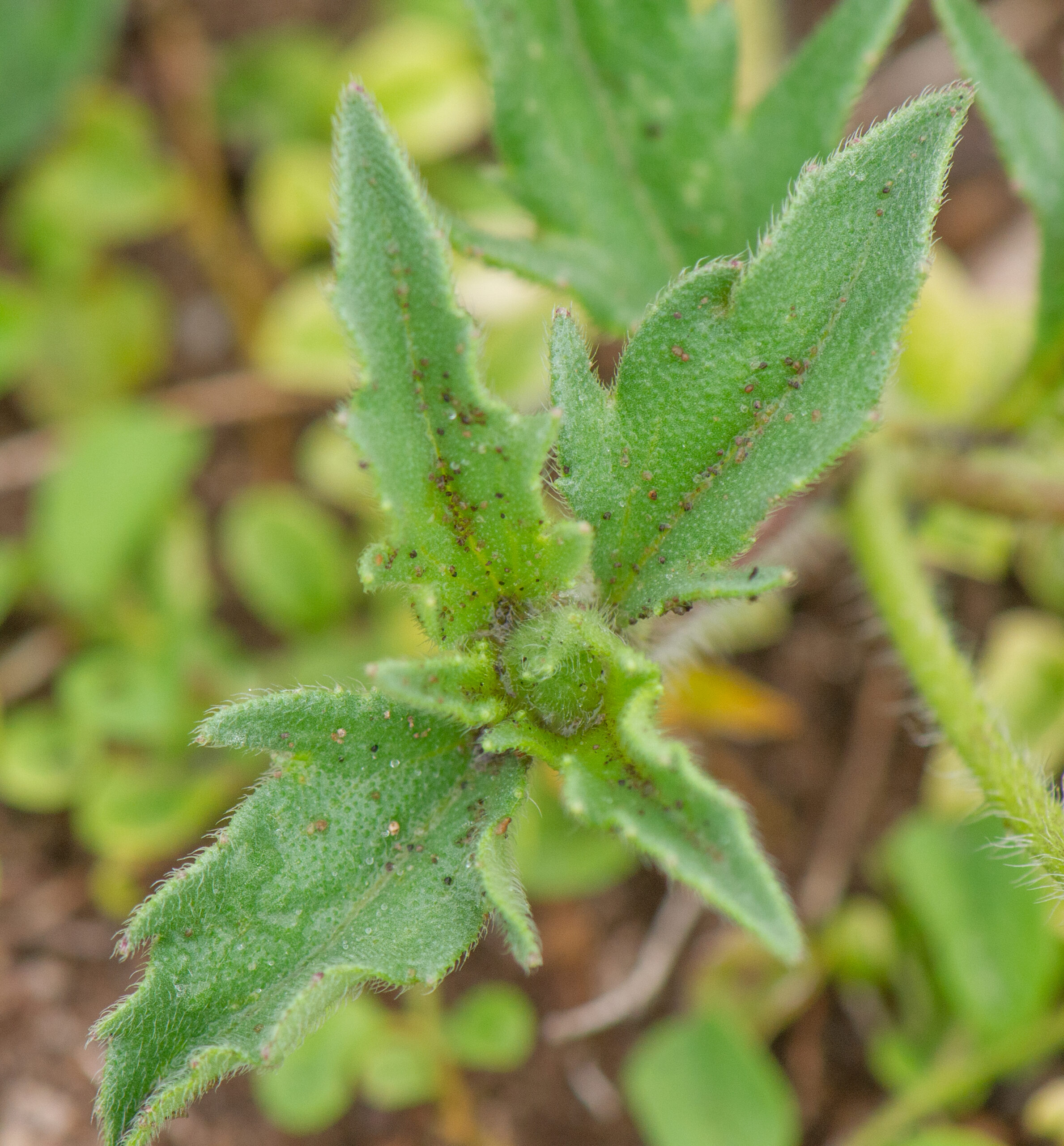 Tridax daisy (Tridax procumbens)