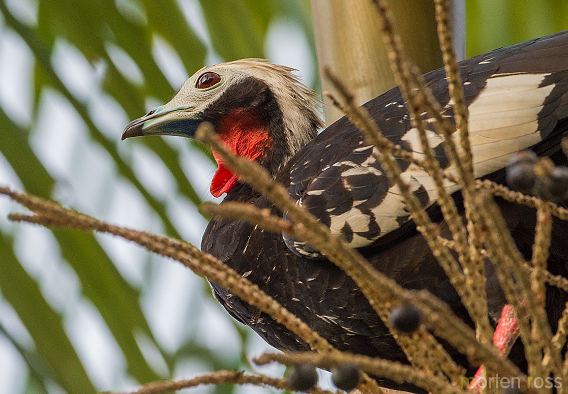 Red-throated Piping Guan (Pipile cujubi)