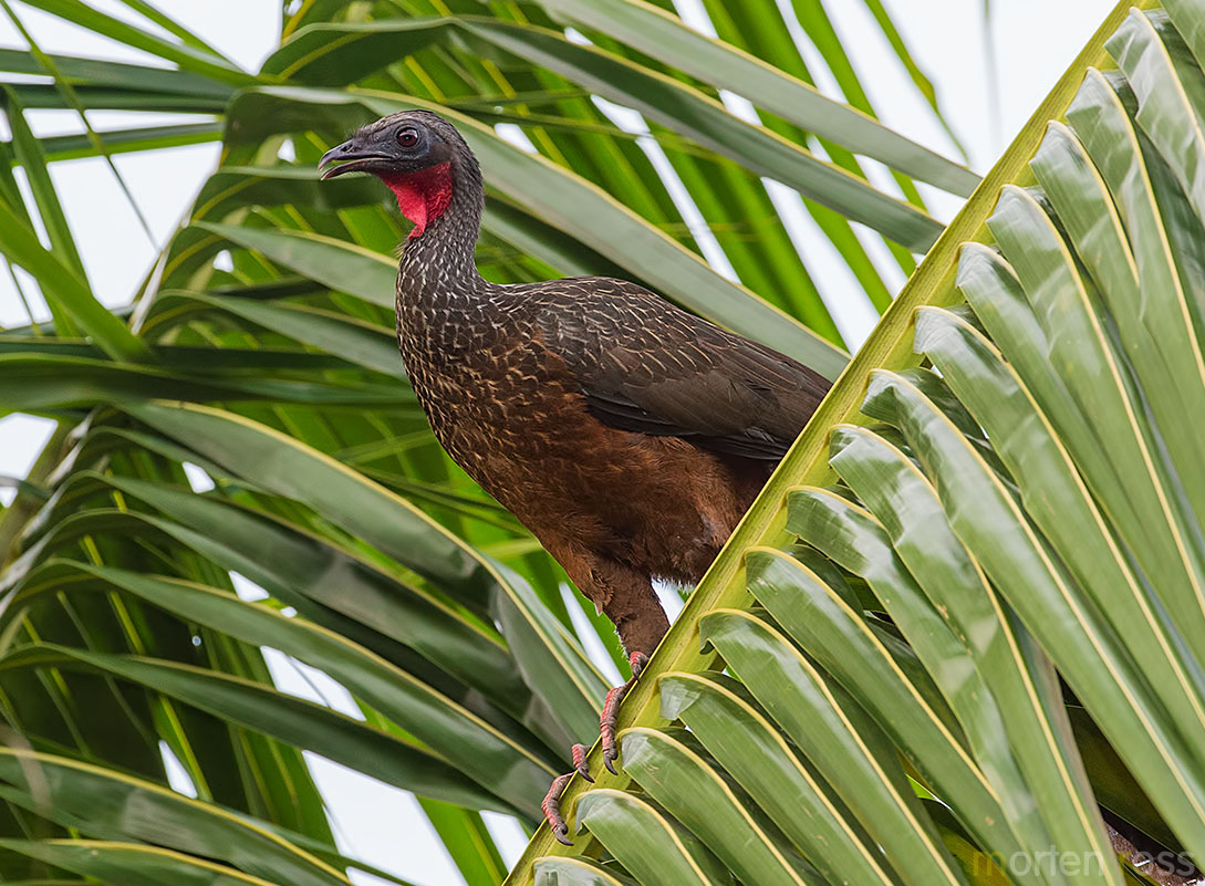 Spix’s Guan (Penelope jacquacu)