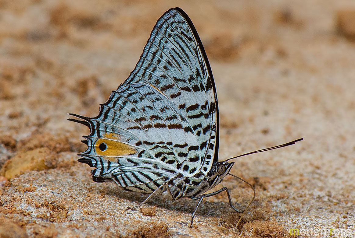 Amazon Beauty (Baeotus aeilus)