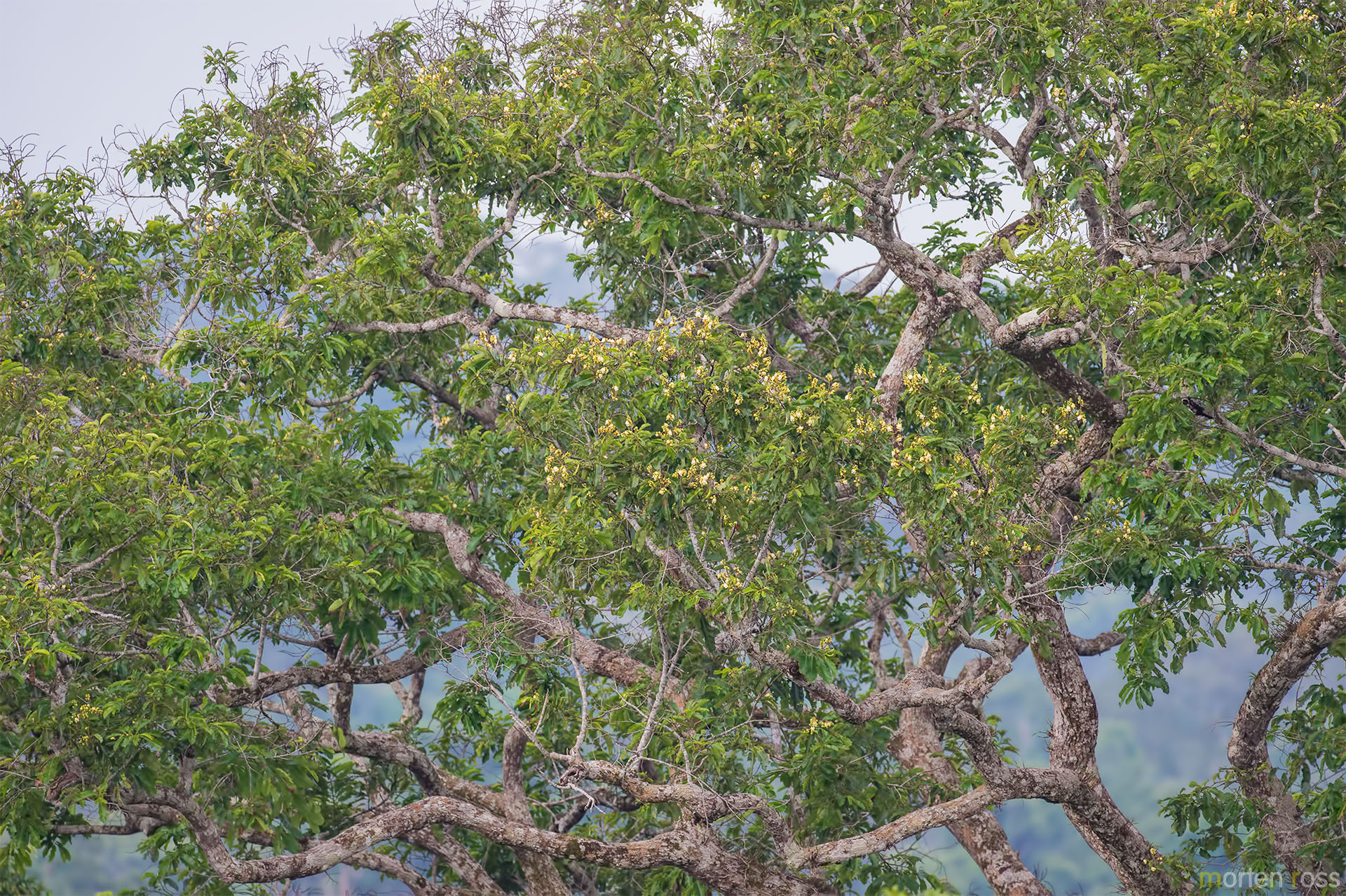Brazil nut (Bertholletia excelsa)