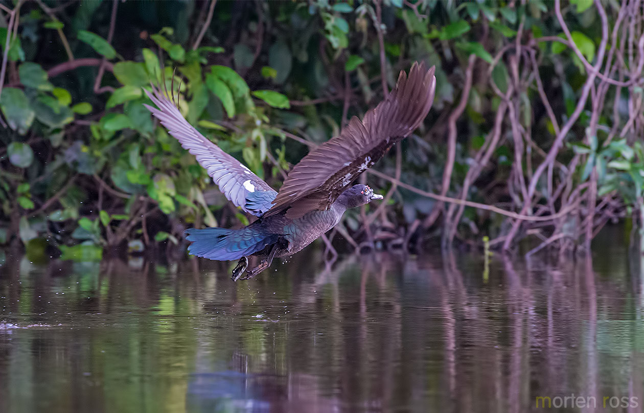 Muscovy Duck (Cairina moschata)