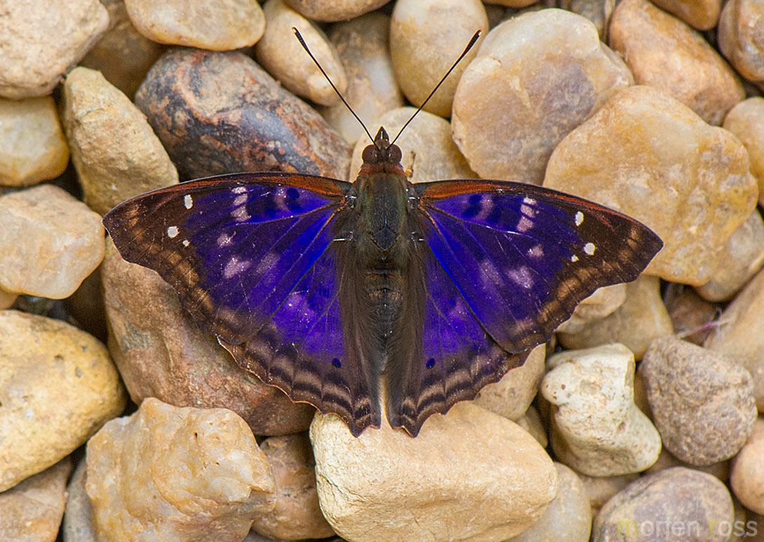 Agathina Emperor (Doxocopa agathina)