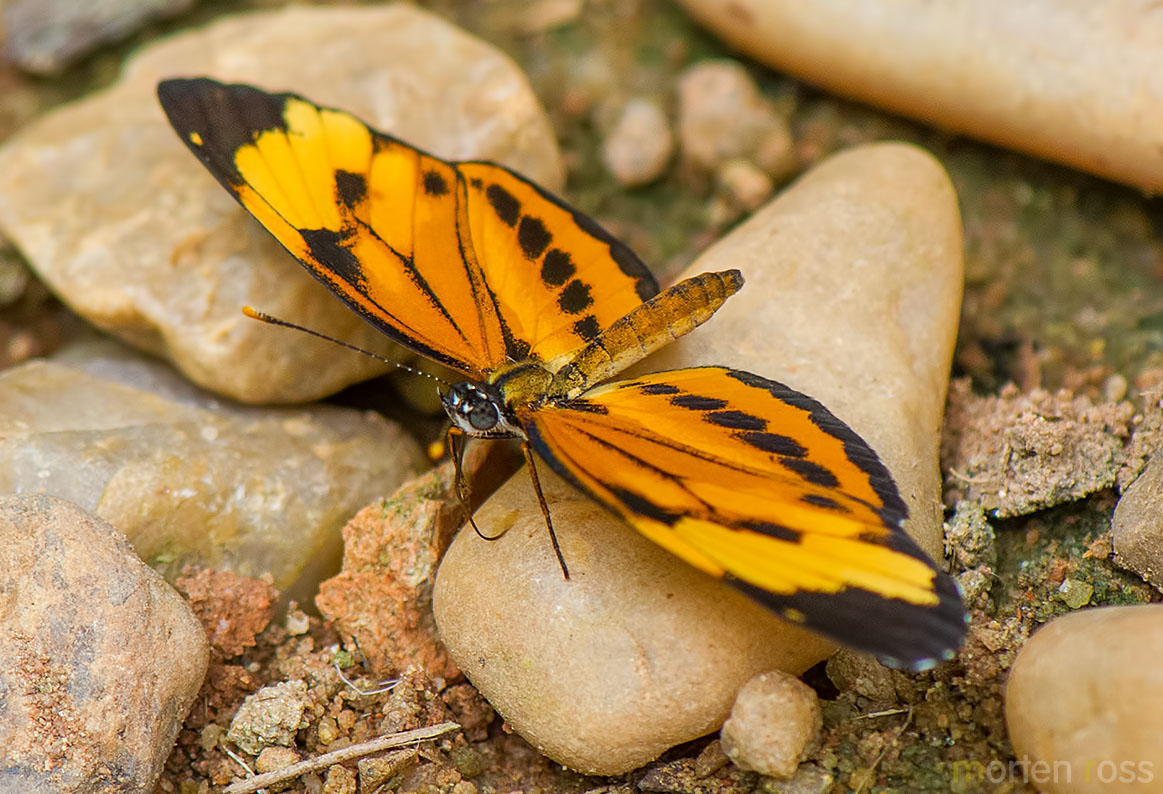 Tiger Crescent (Eresia eunice)
