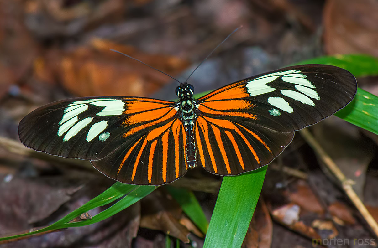 Heliconius sp