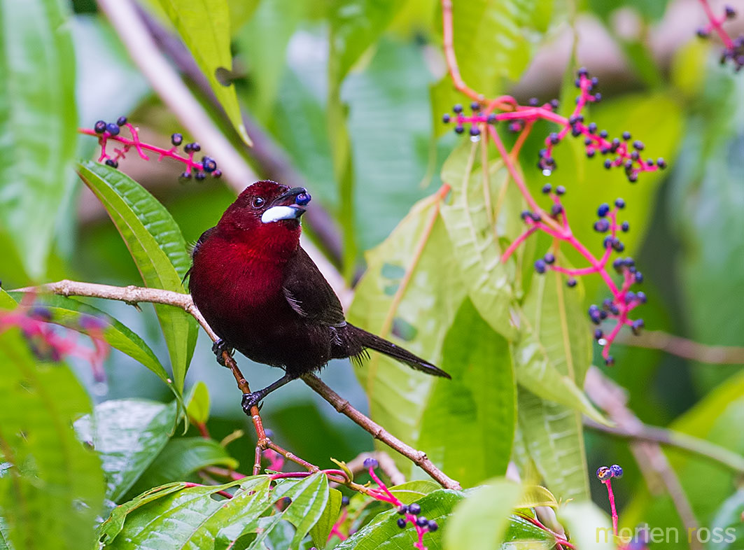 Silver-beaked Tanager (Ramphocelus carbo)