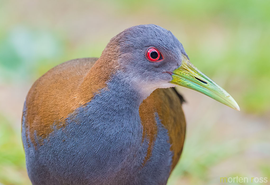 Slaty-breasted Wood Rail (Aramides saracura)