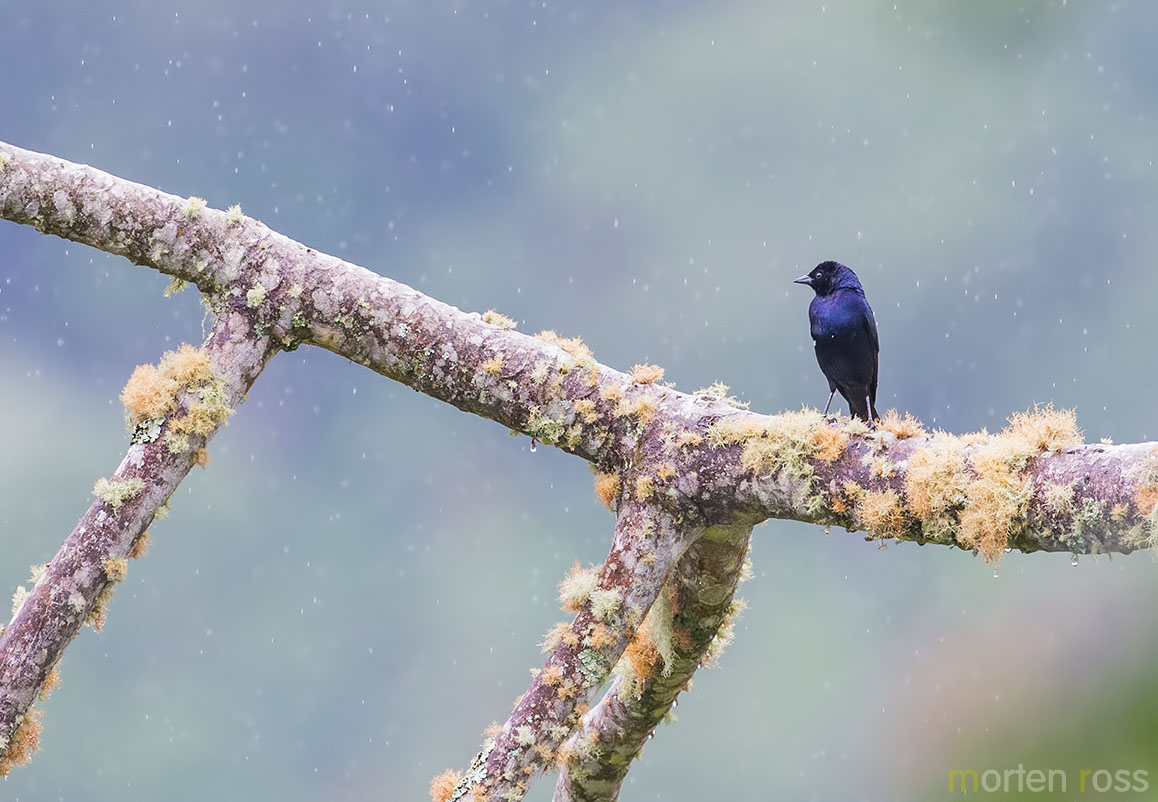 Shiny Cowbird (Molothrus bonariensis)