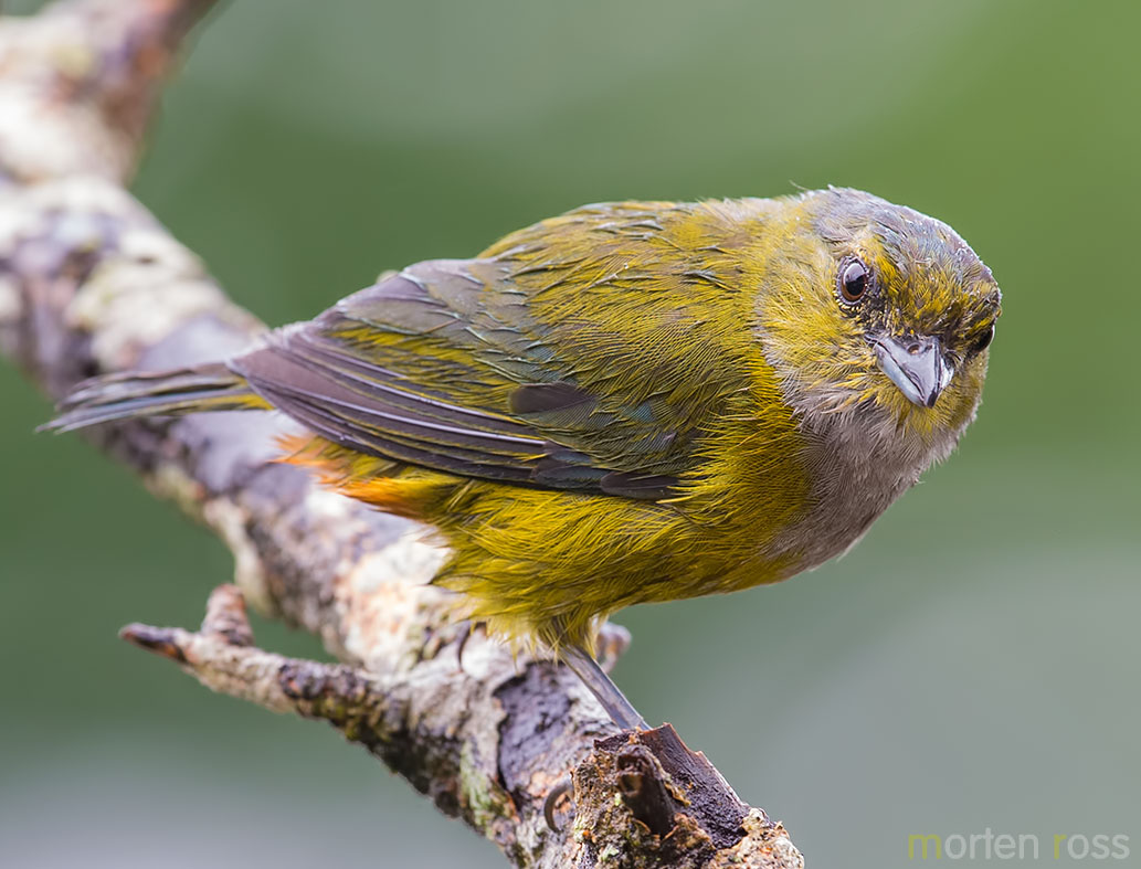 Chestnut-bellied Euphonia (Euphonia pectoralis)