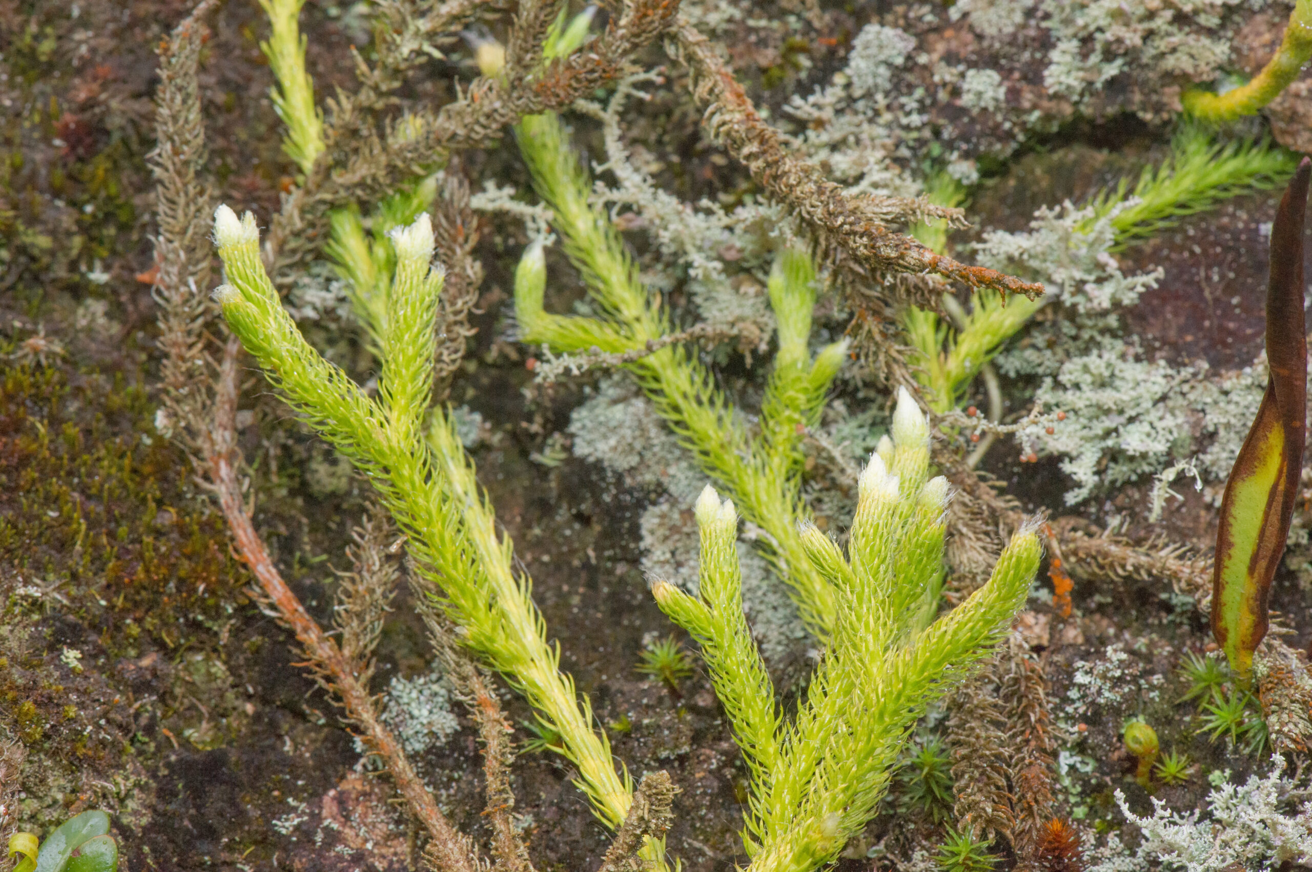 Stag's-horn Clubmoss (Lycopodium clavatum)