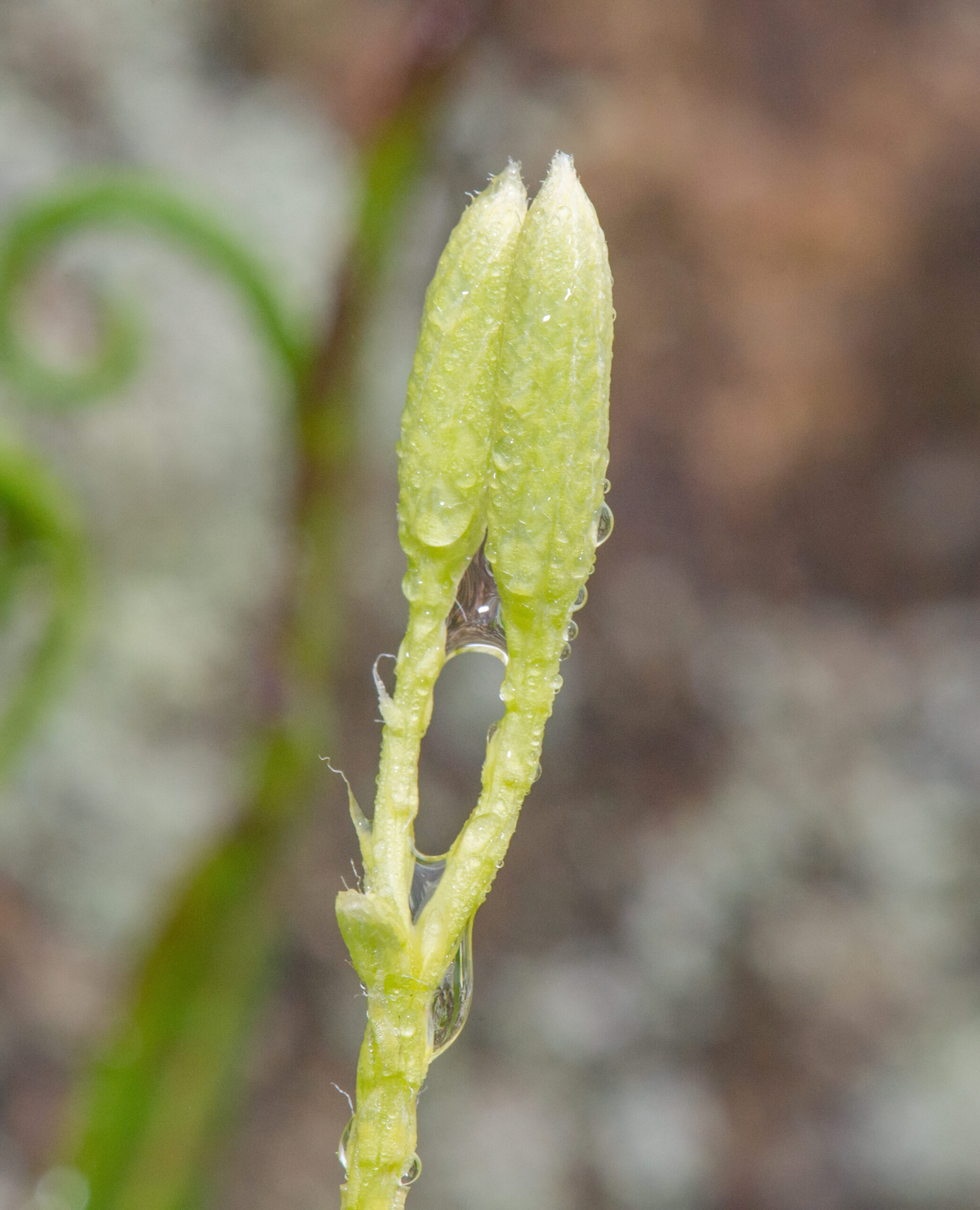 Stag's-horn Clubmoss (Lycopodium clavatum)