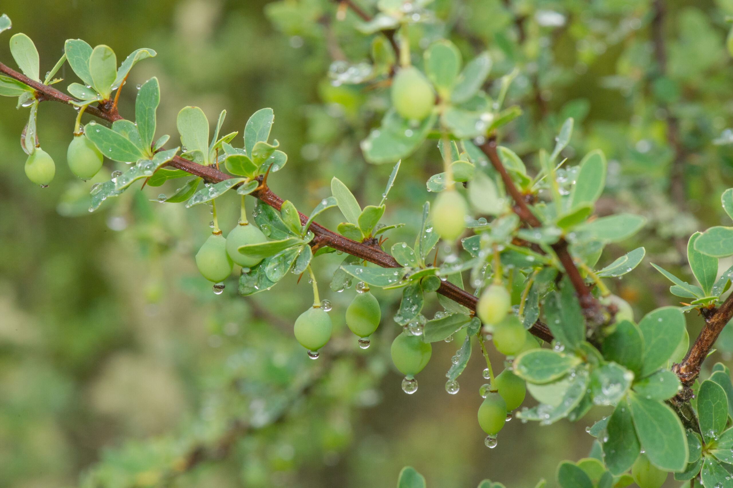 Berberis glazioviana