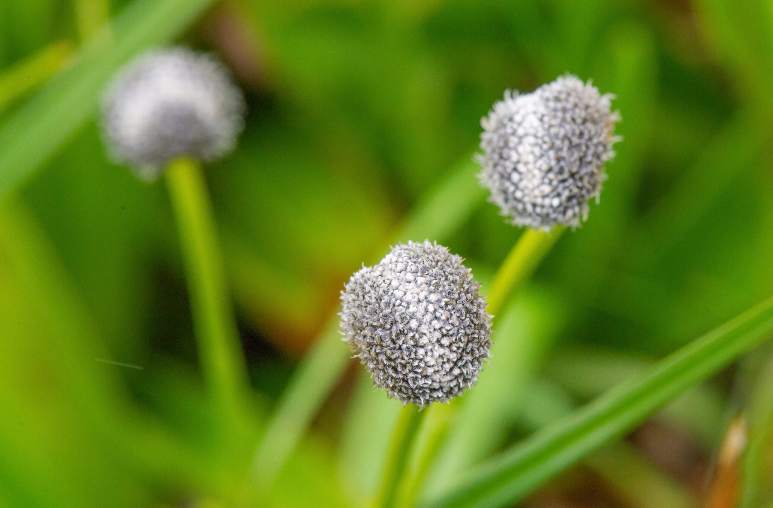 Eriocaulon majusculum