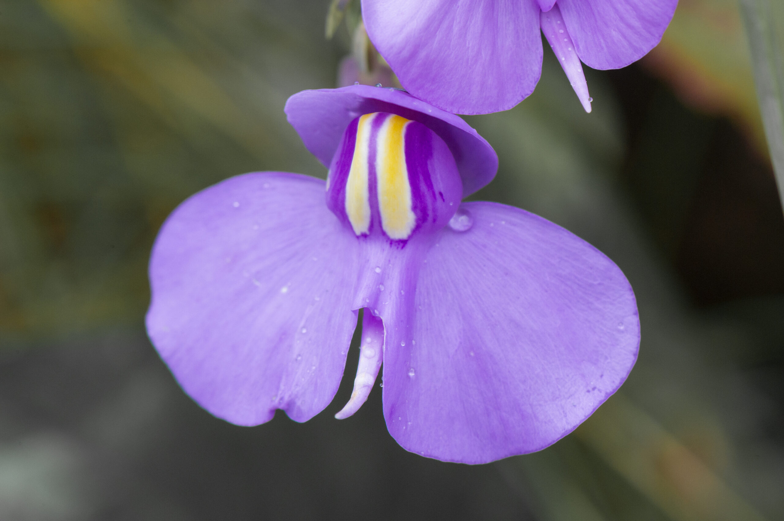 Bladderwort (Utricularia reniformis)