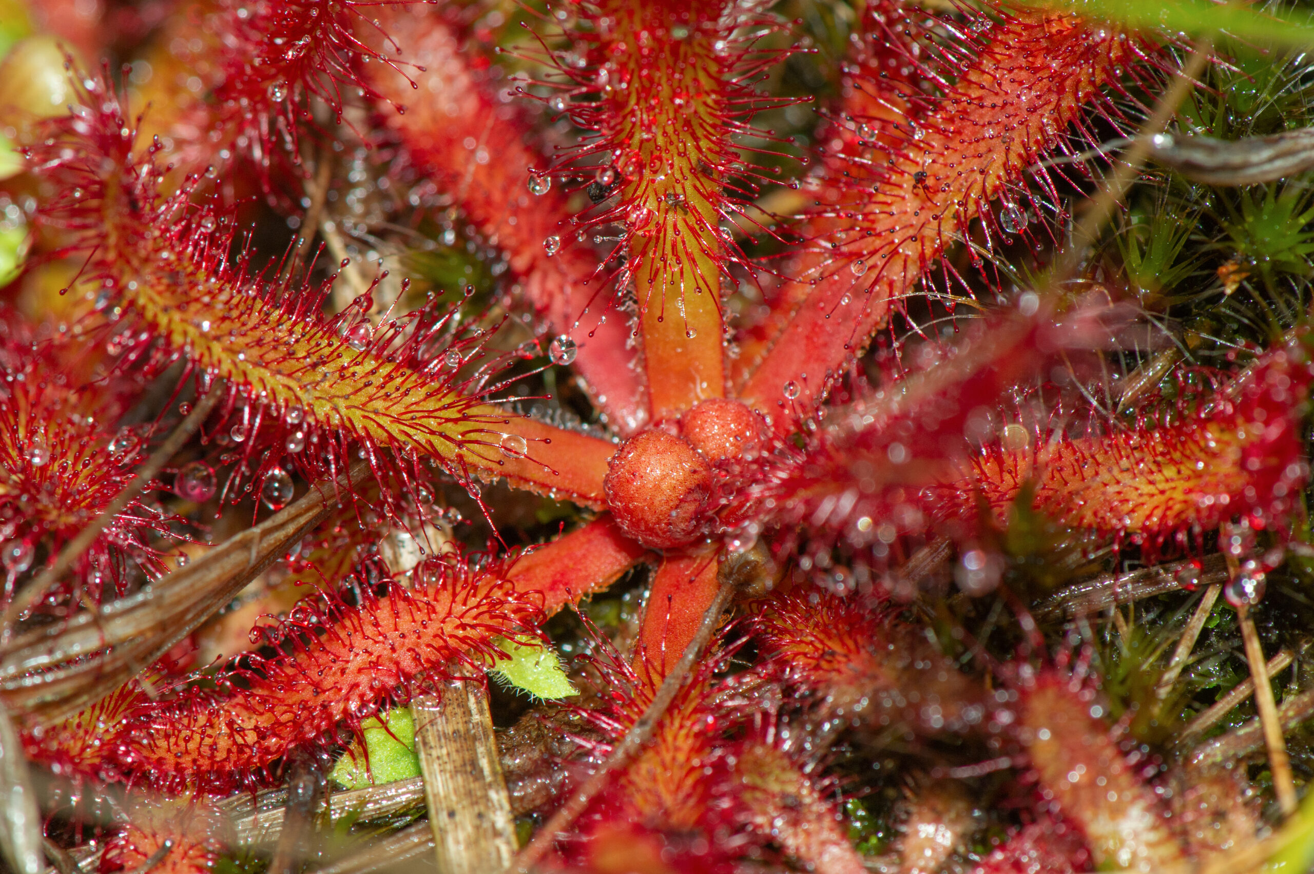 Drosera montana