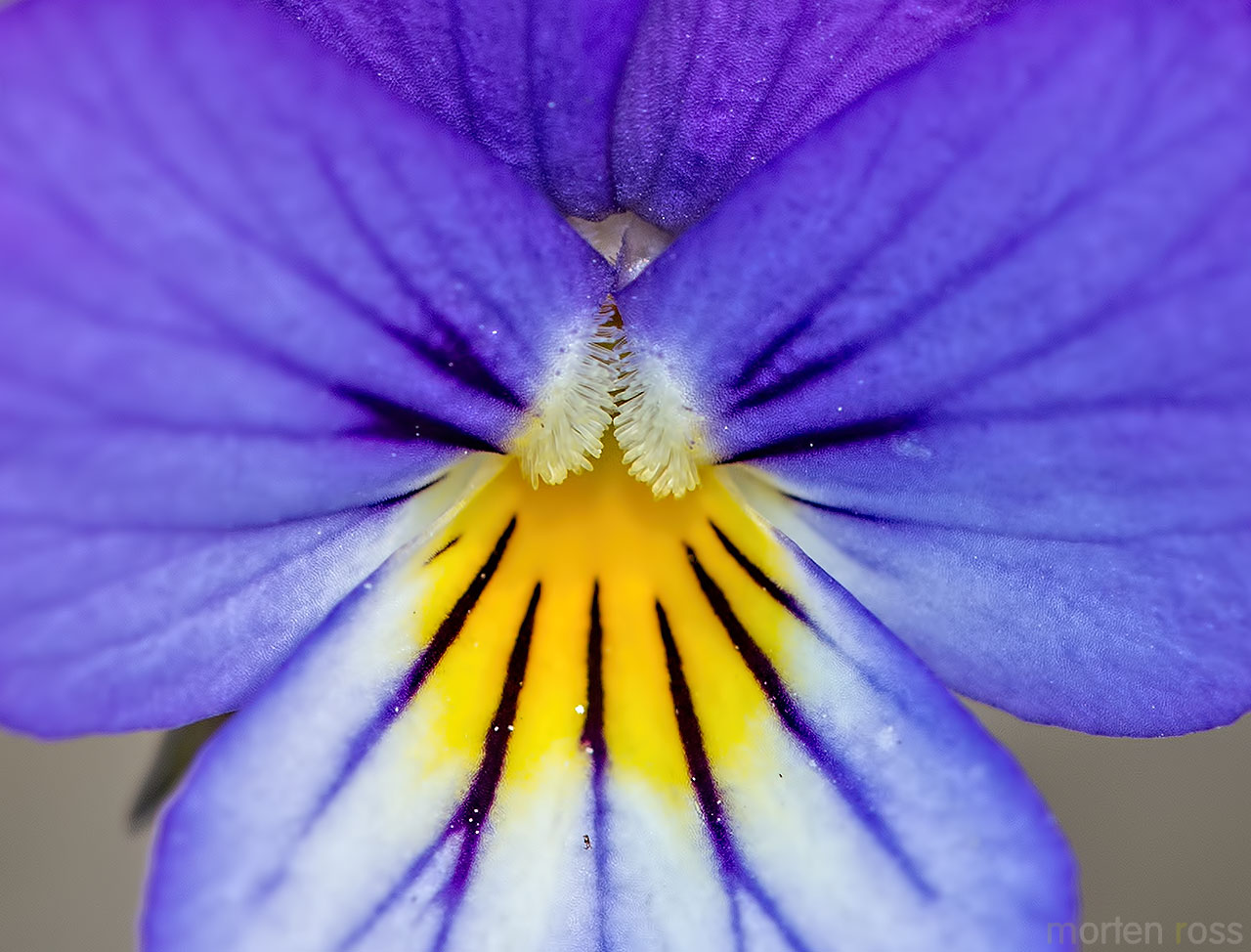 Stemorsblomst (Viola tricolor)