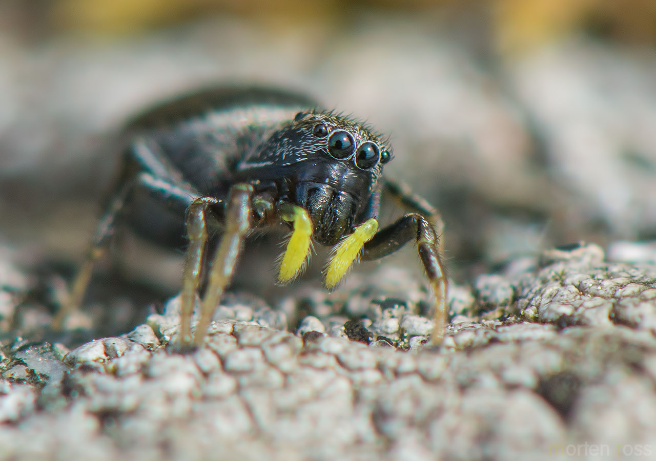 Hoppeedderkopp (Heliophanus cupreus)