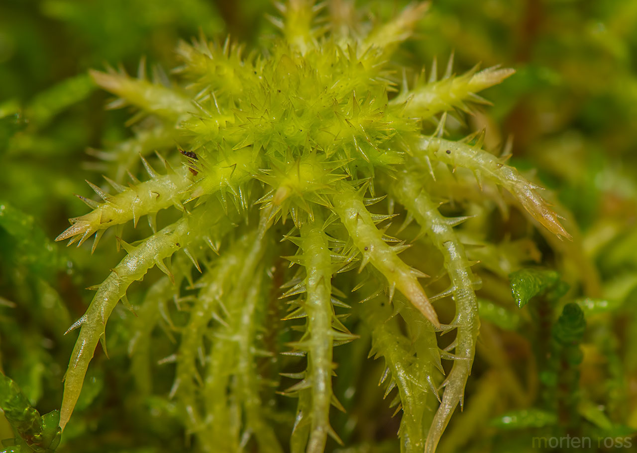 Spriketorvmose (Sphagnum squarrosum)