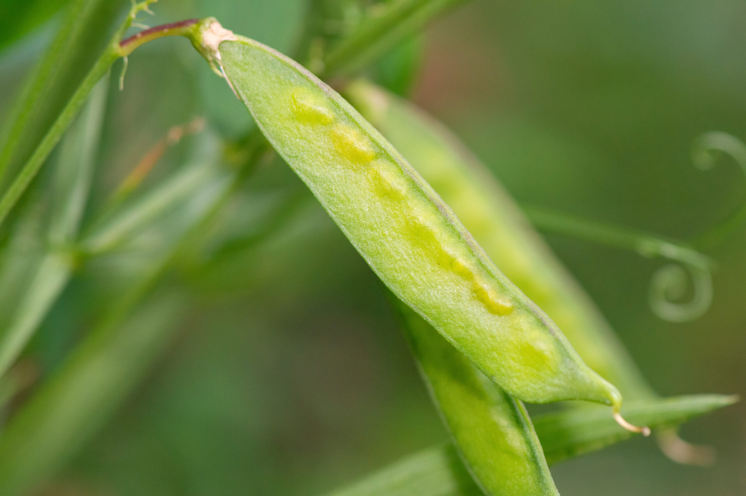 Skogflatbelg (Lathyrus sylvestris)