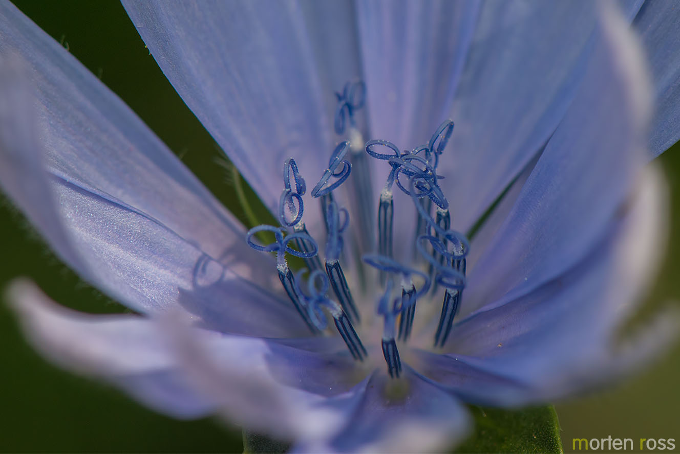 Sikori (Cichorium intybus)