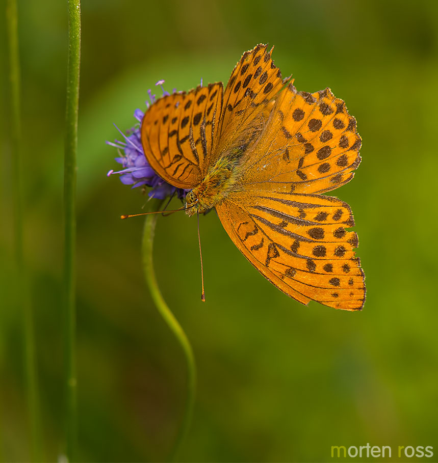 Keiserkåpe (Argynnis paphia)