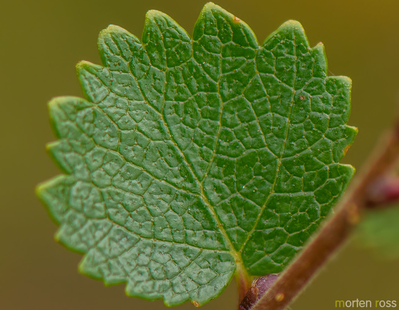 Dvergbjørk (Betula nana)