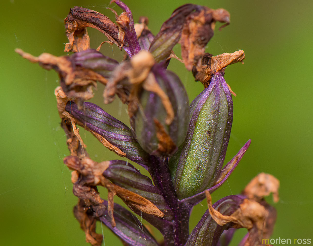 Flekkmarihånd (Dactylorhiza maculata)