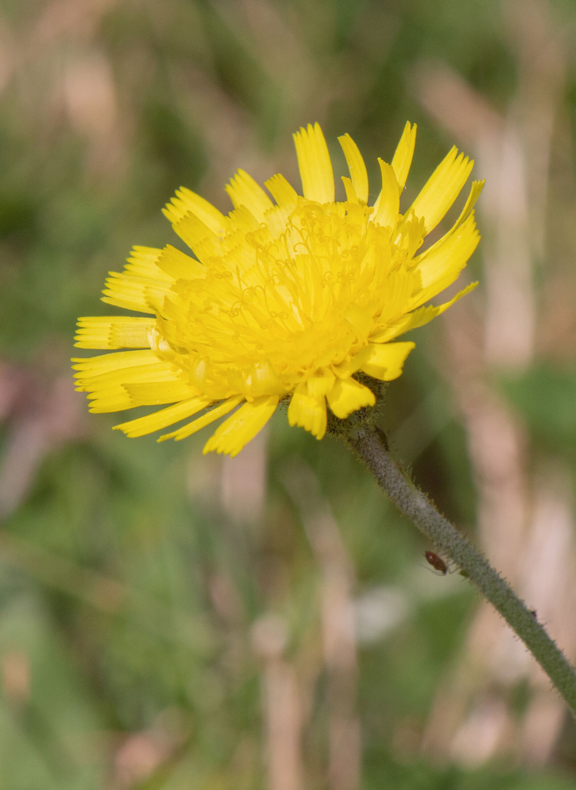 Hårsveve (Pilosella officinarum)